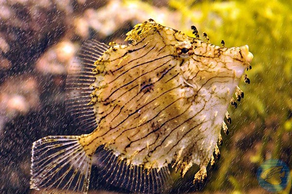 สถาบันวิทยาศาสตร์ทางทะเล มหาวิทยาลัยบูรพา