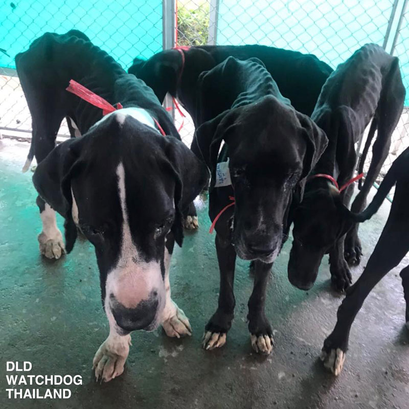 เกรทเดน