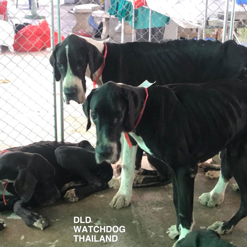 เกรทเดน