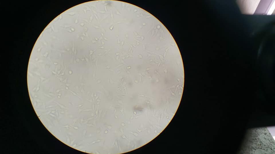 กัญชา รักษามะเร็ง