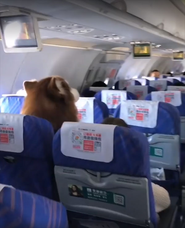 น่ารักขโมยใจ ตูบนั่งนิ่งเรียบร้อยข้างเจ้าของบนเครื่องบิน อย่างกับตุ๊กตาเลย 