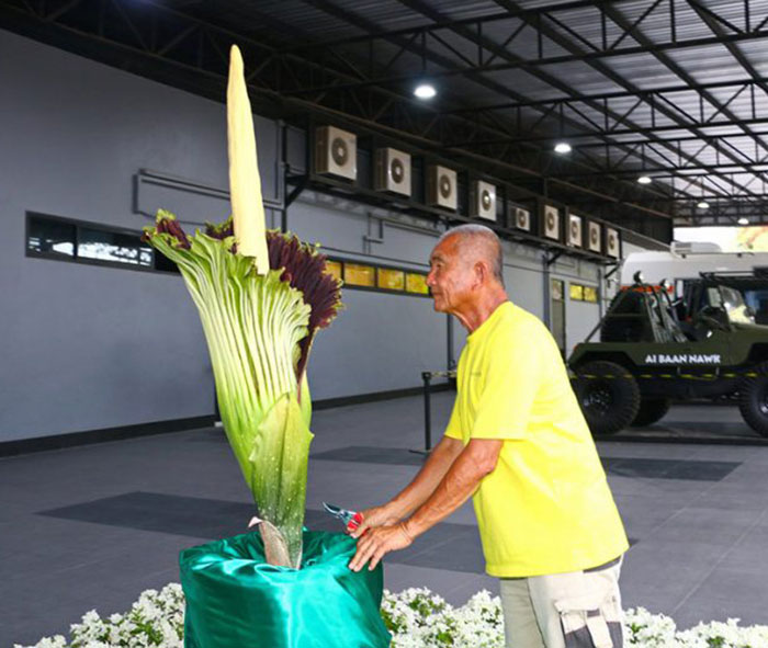ดอกซากศพ บานแล้วที่สวนนงนุช ดอกไม้ใหญ่ที่สุดในโลก งดงามสมการรอคอย