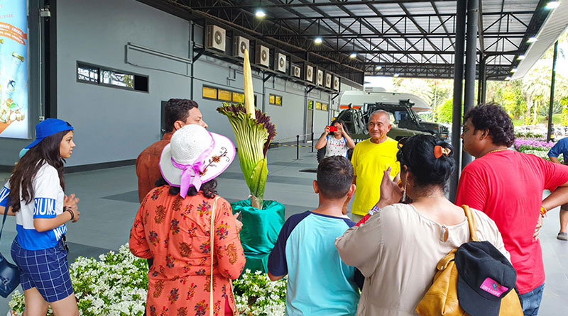 ดอกซากศพ บานแล้วที่สวนนงนุช ดอกไม้ใหญ่ที่สุดในโลก งดงามสมการรอคอย