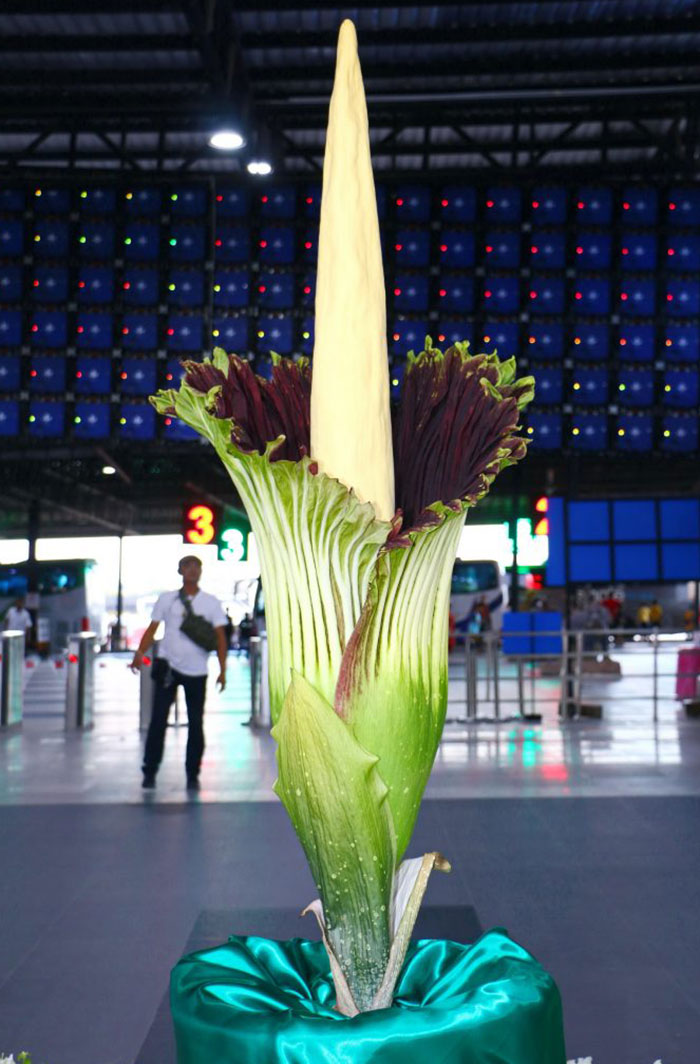 ดอกซากศพ บานแล้วที่สวนนงนุช ดอกไม้ใหญ่ที่สุดในโลก งดงามสมการรอคอย