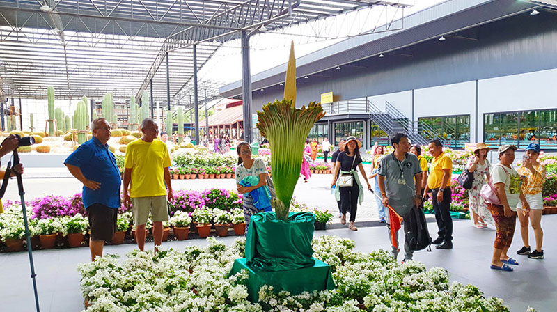 ดอกซากศพ บานแล้วที่สวนนงนุช ดอกไม้ใหญ่ที่สุดในโลก งดงามสมการรอคอย