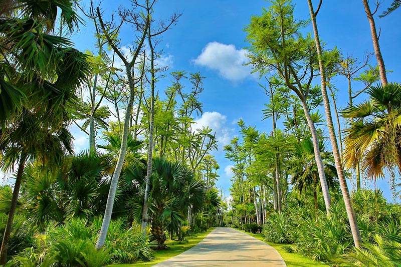 ทางเดินแคริบเบียน