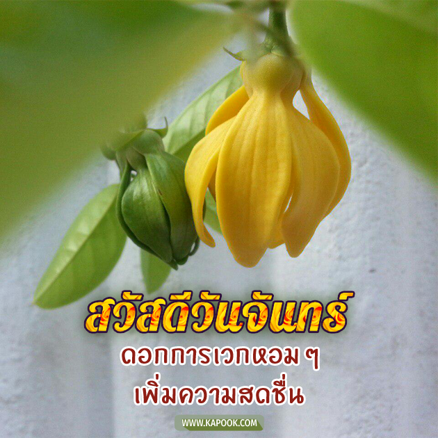 ดูดวงรายวัน