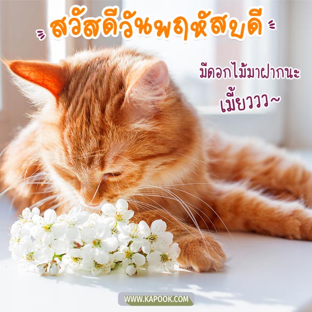 ดูดวงรายวัน