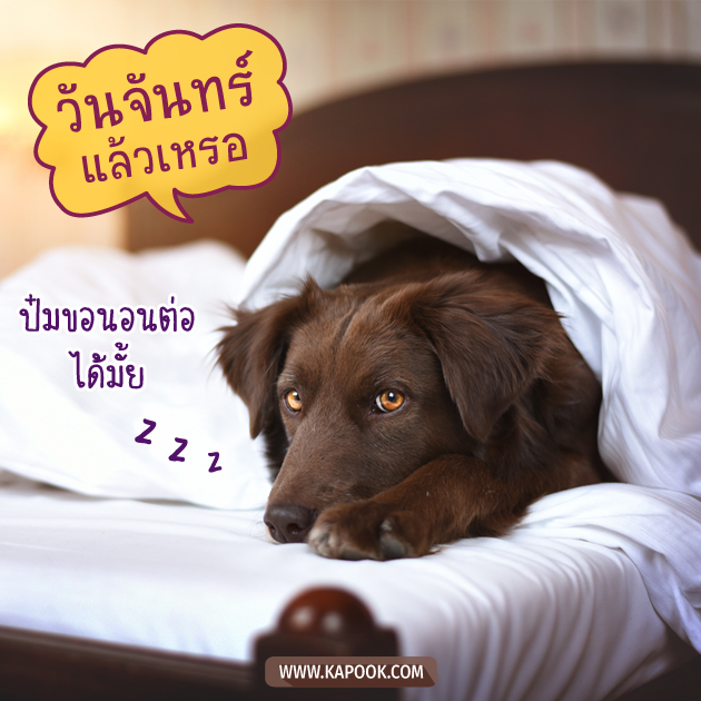 ดูดวงรายวัน