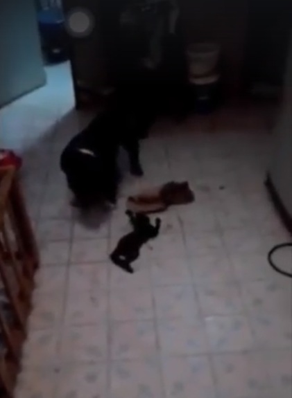 หมากัดแมว