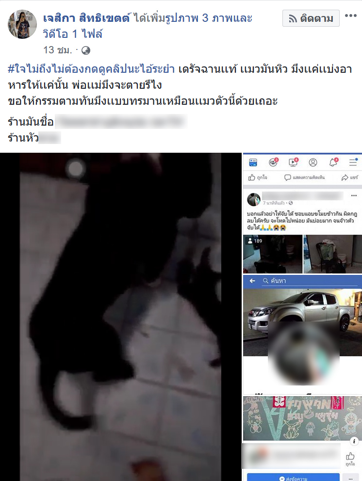 หมากัดแมว