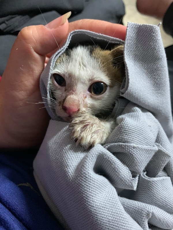 โยนแมวตกตึก