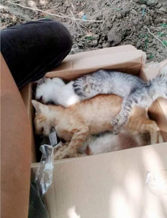 วางยาเบื่อแมว