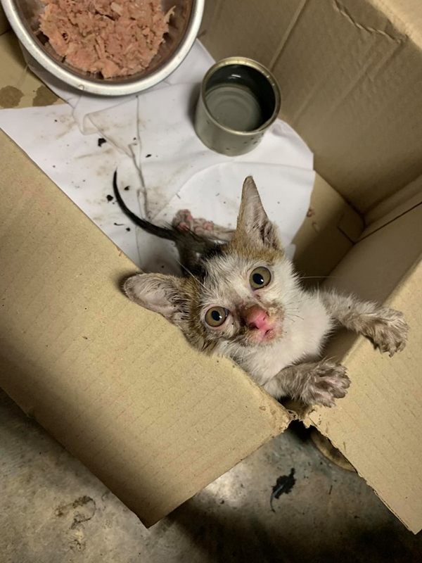 โยนแมวตกตึก