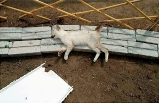 วางยาเบื่อแมว