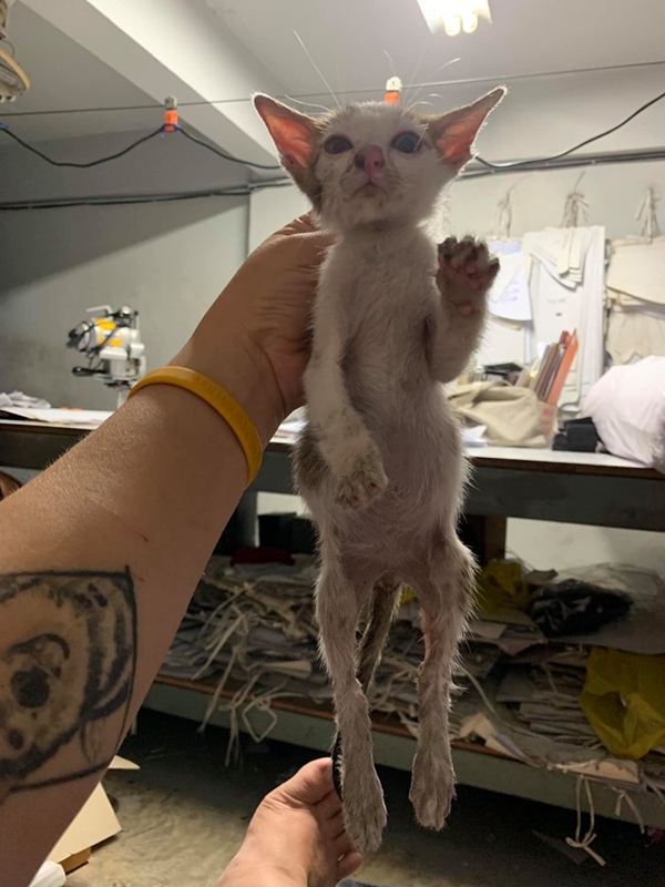 โยนแมวตกตึก