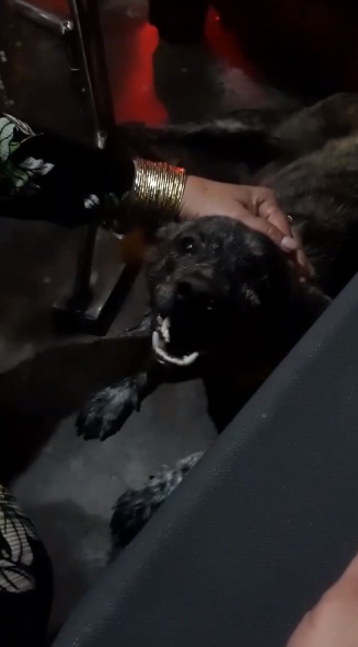 สุนัขร้องไห้