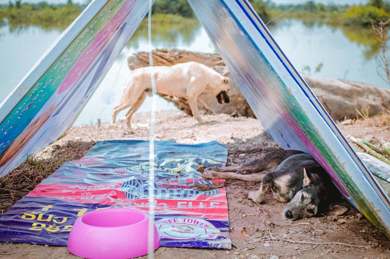 สร้างบ้านให้หมาจรจัด น้ำท่วมอุบลฯ