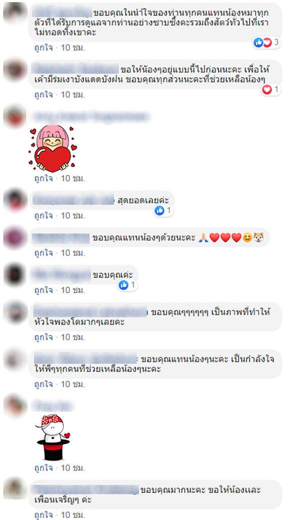 สร้างบ้านให้หมาจรจัด น้ำท่วมอุบลฯ