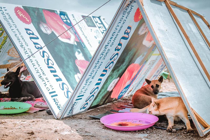 สร้างบ้านให้หมาจรจัด น้ำท่วมอุบลฯ