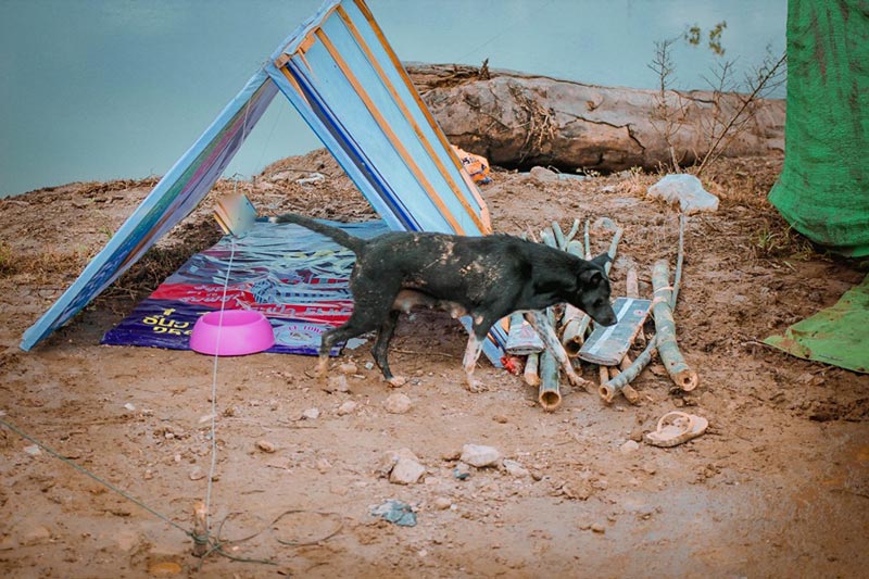 สร้างบ้านให้หมาจรจัด น้ำท่วมอุบลฯ