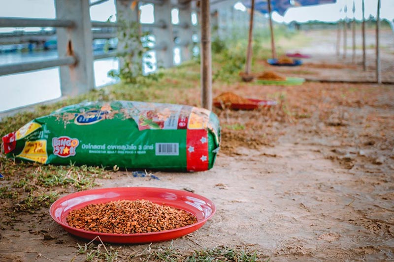 สร้างบ้านให้หมาจรจัด น้ำท่วมอุบลฯ