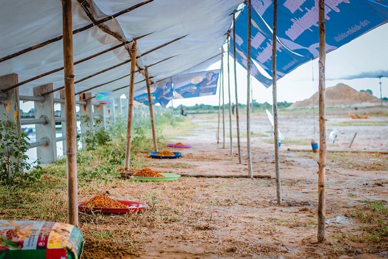 สร้างบ้านให้หมาจรจัด น้ำท่วมอุบลฯ