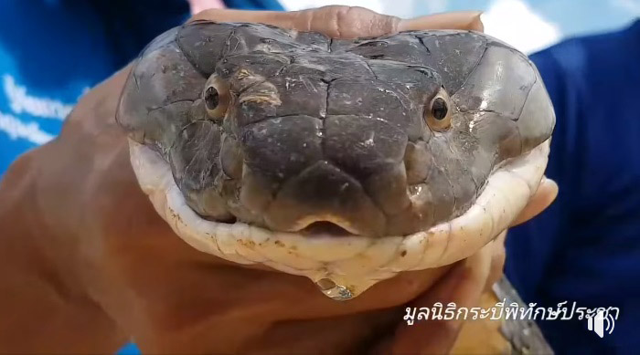 งูจงอางยักษ์