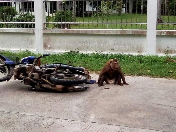 ลิงกัดเจ้าของ