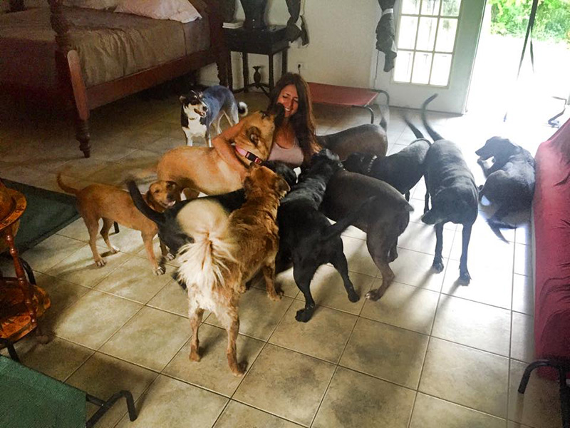 สุนัขจรจัด