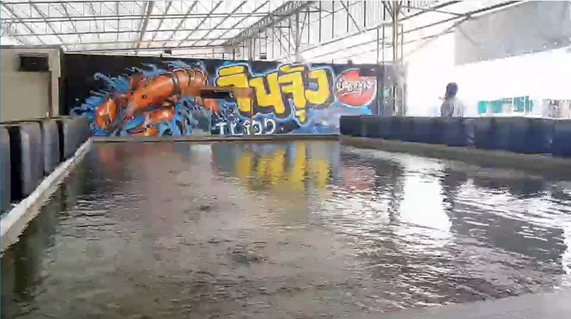 โคโยตี้บ่อตกกุ้ง