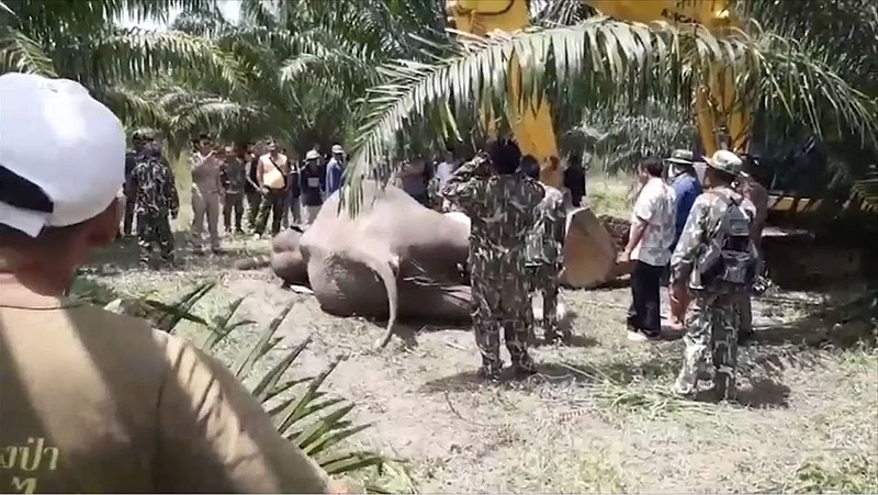 เสี่ยสวนปาล์มฆ่าช้างแม่ลูกอ่อน