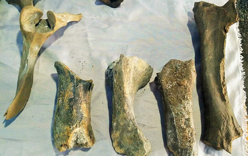 ซากช้างดึกดำบรรพ์