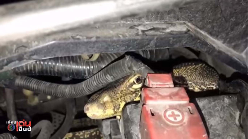 ตัวเงินตัวทอง