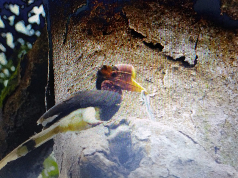 ล่านกชนหิน สัตว์ป่าคุ้มครอง