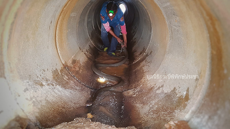 งูจงอางยักษ์