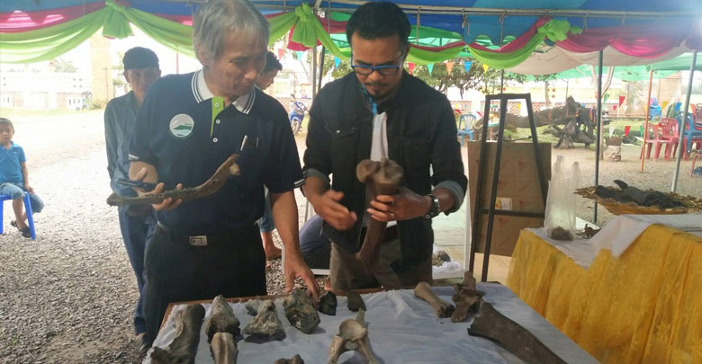 ซากช้างดึกดำบรรพ์