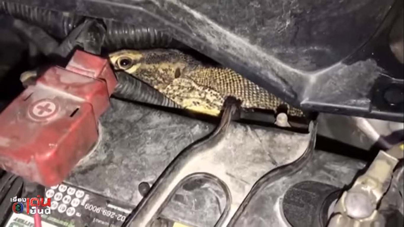 ตัวเงินตัวทอง