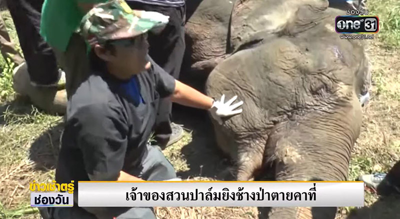 เสี่ยสวนปาล์มฆ่าช้างแม่ลูกอ่อน