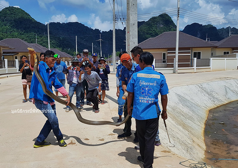 งูจงอางยักษ์