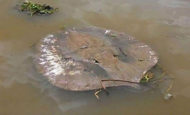 โรงงานปล่อยน้ำเสีย กระเบนราหูตายเกลื่อน