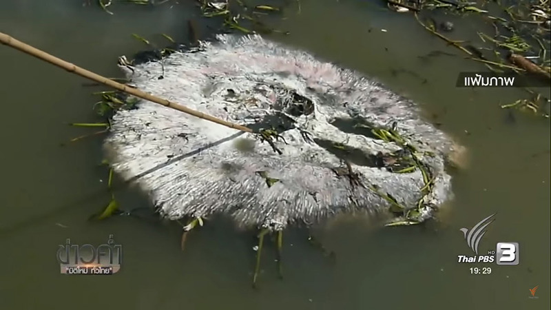 โรงงานปล่อยน้ำเสีย กระเบนราหูตายเกลื่อน