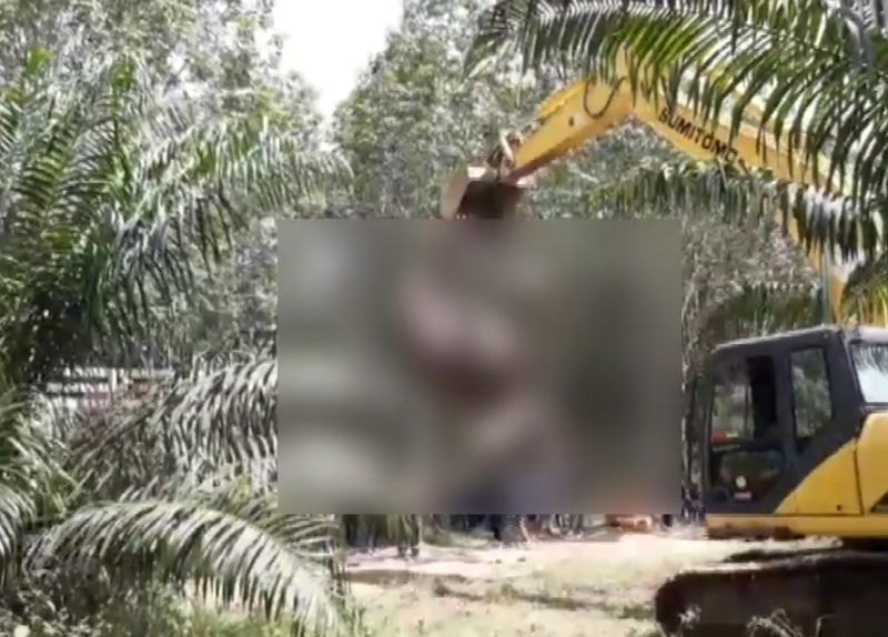 เสี่ยสวนปาล์มฆ่าช้างแม่ลูกอ่อน