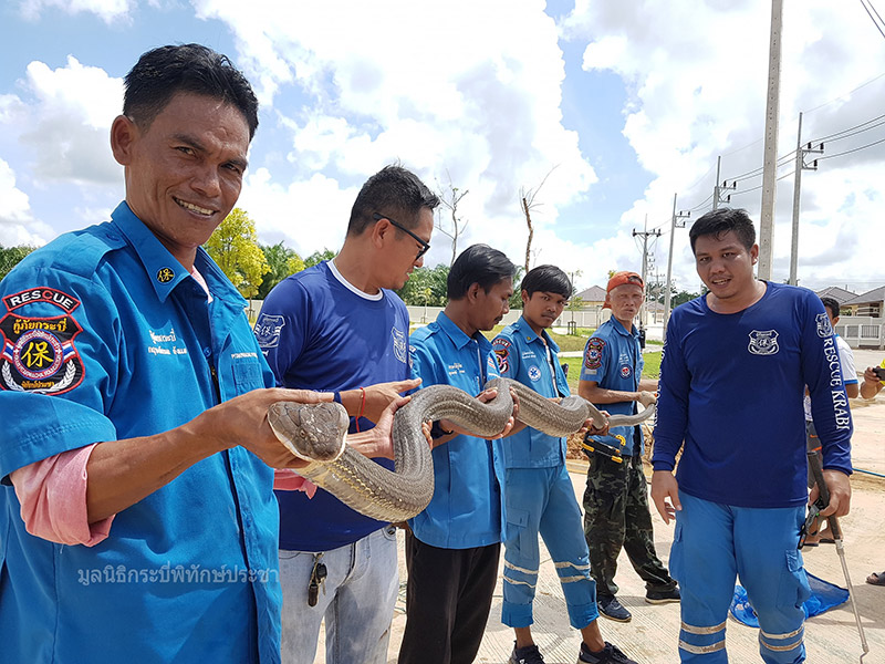 งูจงอางยักษ์