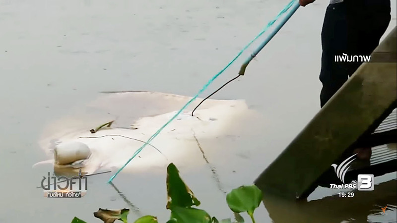 โรงงานปล่อยน้ำเสีย กระเบนราหูตายเกลื่อน