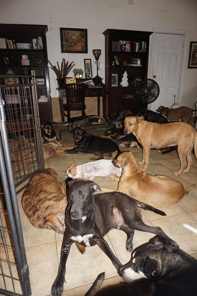 สุนัขจรจัด