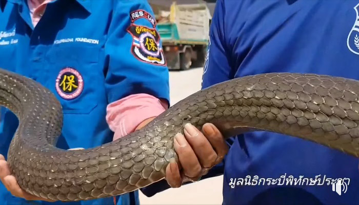 งูจงอางยักษ์