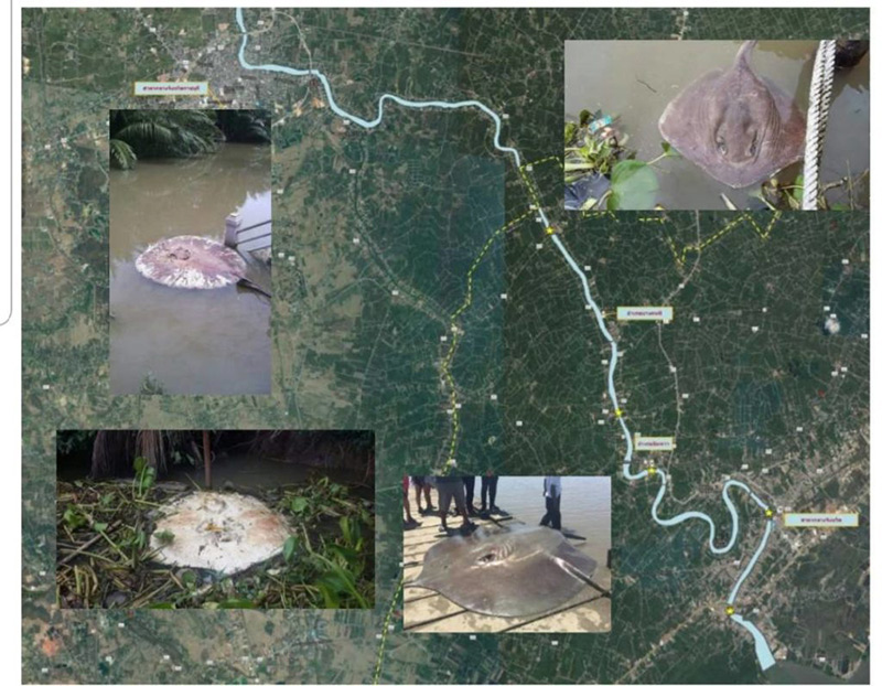 โรงงานปล่อยน้ำเสีย กระเบนราหูตายเกลื่อน