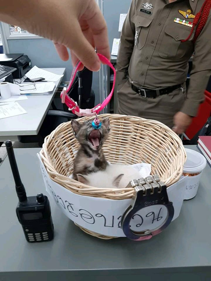 มะลิ กะปิ แมวโรงพัก