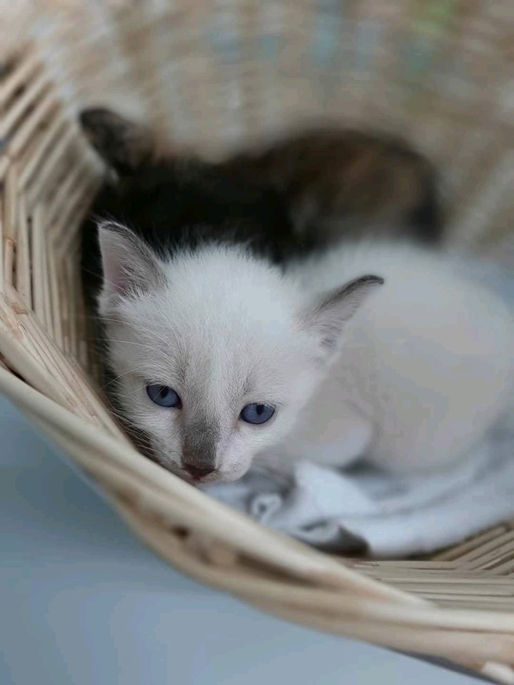 มะลิ กะปิ แมวโรงพัก